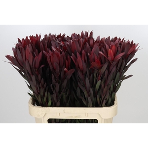 Leucadendron Saf Sunset Dark R.