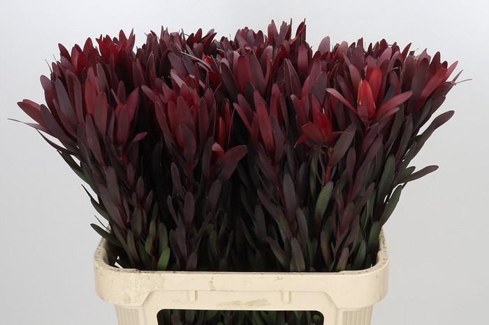 <h4>Leucadendron Saf Sunset Dark R.</h4>