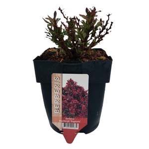 Berberis thunbergii 'Bagatelle' P17