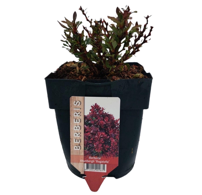 Berberis thunbergii 'Bagatelle' P17