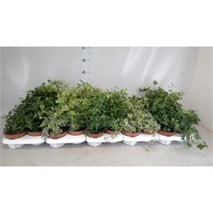 <h4>Hedera helix   ...</h4>