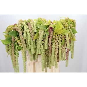 Amaranthus Caudatus Cycloop