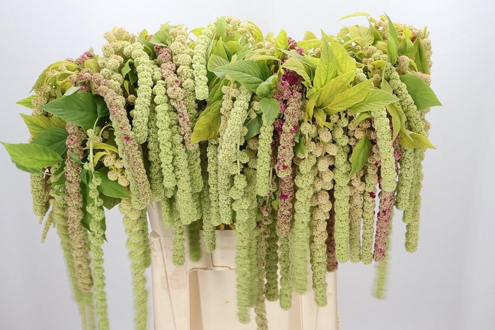 <h4>Amaranthus Caudatus Cycloop</h4>