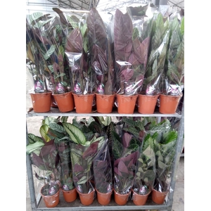 Calathea   ...mix