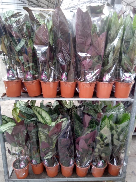 <h4>Calathea   ...mix</h4>