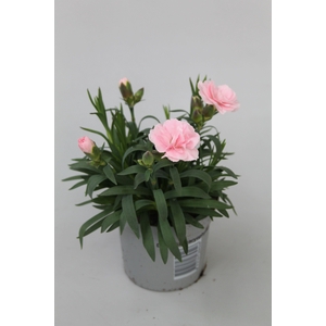Dianthus Oscar Pink p9