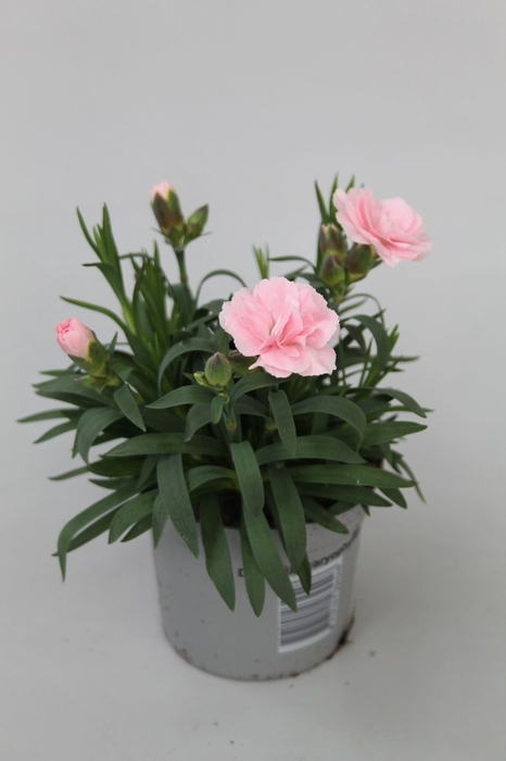 <h4>Dianthus Oscar Pink p9</h4>