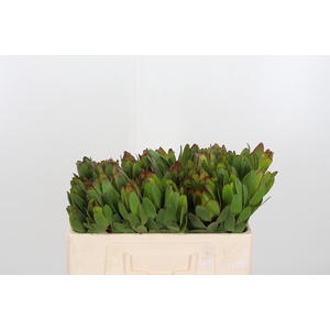 Leucadendron Saf Goldstrik