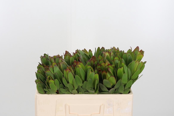 <h4>Leucadendron Saf Goldstrik</h4>