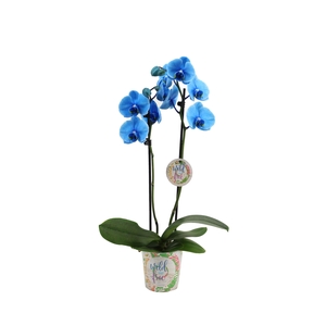 Potcover I Am Wild & Free Phal I Am Blue 2T12+