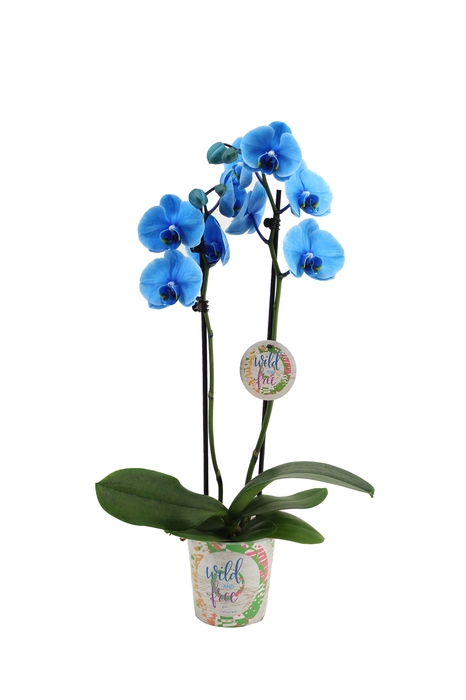 <h4>Potcover I Am Wild & Free Phal I Am Blue 2T12+</h4>