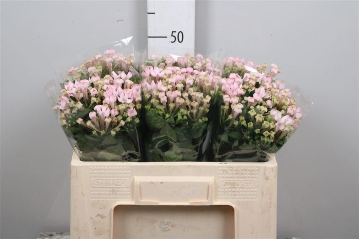 <h4>Bou En Sweet Jewel</h4>