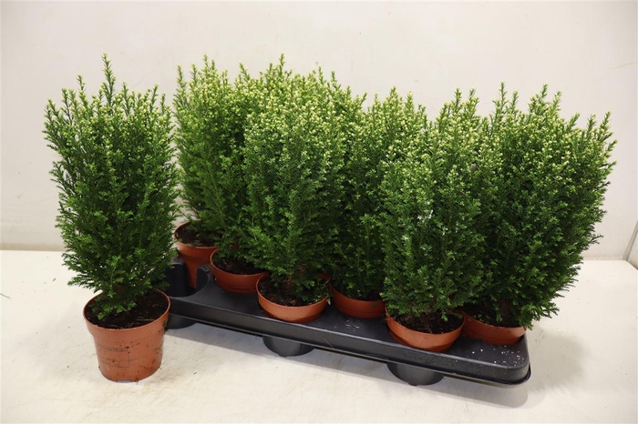 <h4>Cham L Snow White</h4>