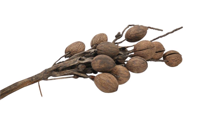 <h4>Coco Finger Branch</h4>