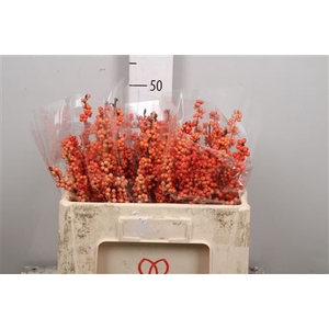 Ilex Ve Winter Gold