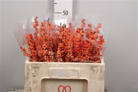 <h4>Ilex Ve Winter Gold</h4>