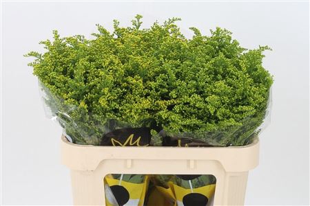 <h4>Solidago Carzan Glory</h4>