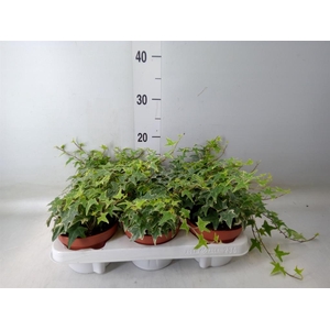 Hedera helix 'Mona Lisa'