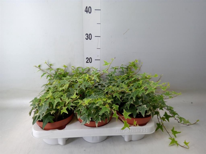 <h4>Hedera helix 'Mona Lisa'</h4>