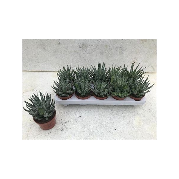 <h4>Aloe Humilis</h4>