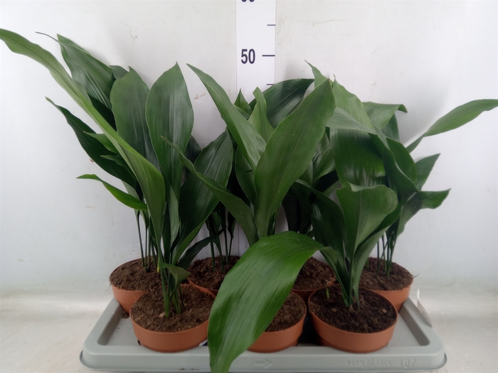 <h4>Aspidistra elat.</h4>