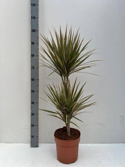 <h4>DRA MARG BICOLOR</h4>