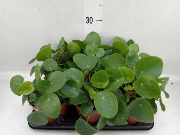 <h4>Pilea peperomioides</h4>