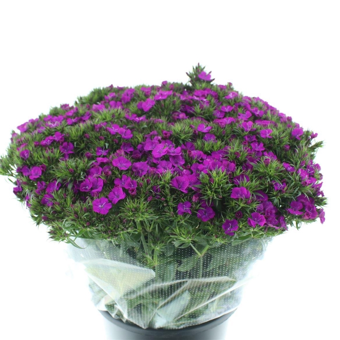 Di Barb Amazon Purple