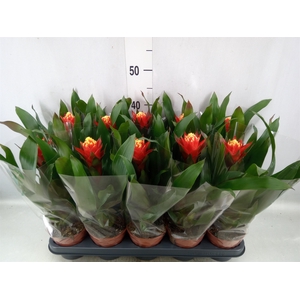 Guzmania  'Happyness'