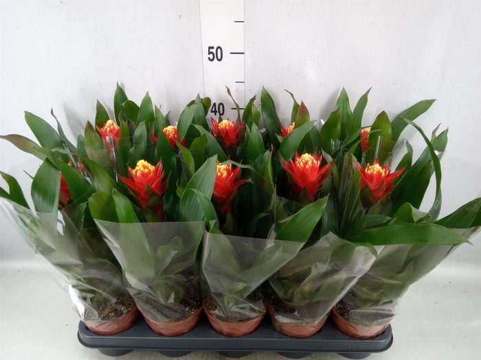 Guzmania  'Happyness'