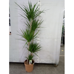 Dracaena marg.