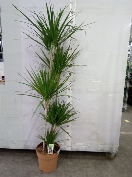 <h4>Dracaena marg.</h4>