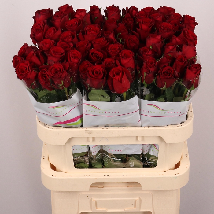 <h4>R GR RED BENTLEY</h4>