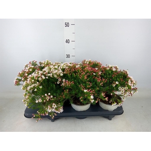 Chamelaucium unci.   ...