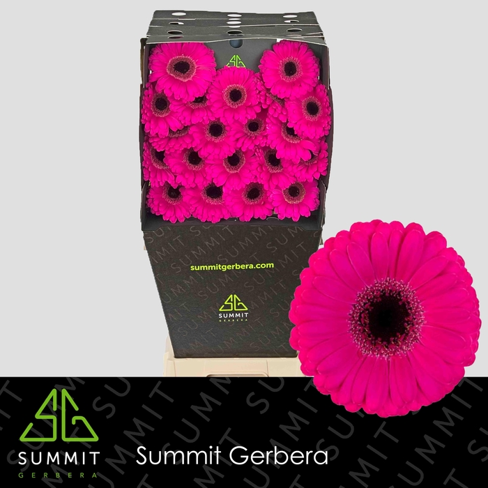 <h4>GE MI VIRGIL+ Diamond</h4>