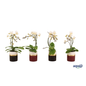 Dolomite Horizon Black Bordeaux Tiny Dolls Wit Wild 3/4T18+ Aqu@