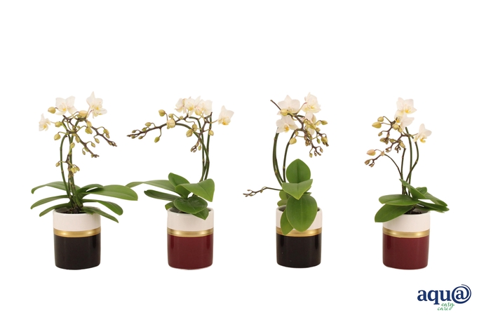 <h4>Dolomite Horizon Black Bordeaux Tiny Dolls Wit Wild 3/4T18+ Aqu@</h4>