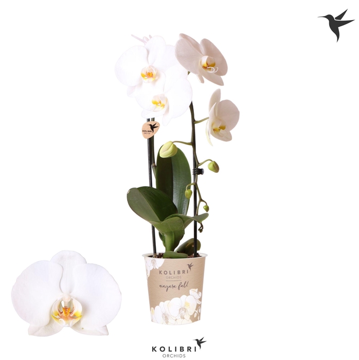 <h4>Kolibri Orchids Cascade Niagara Fall white 1 spike</h4>