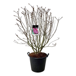 Syringa v. 'Michel Buchner'