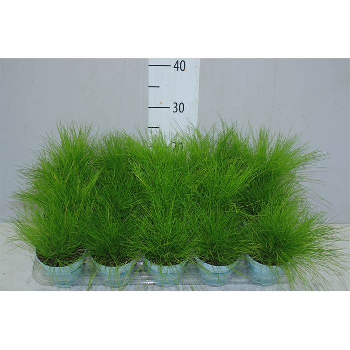 <h4>Deschampsia Flexuosa Amilime Met Bloei</h4>