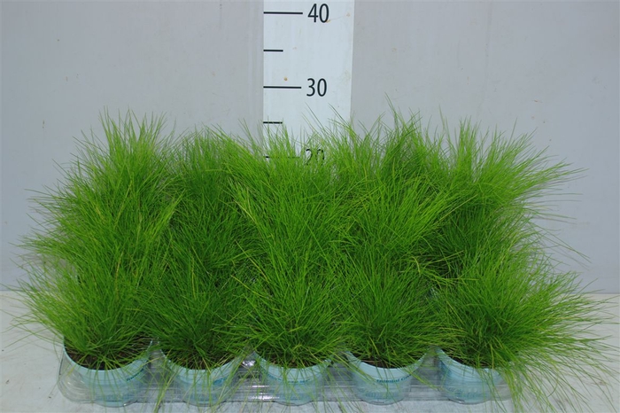 Deschampsia Flexuosa Amilime Met Bloei