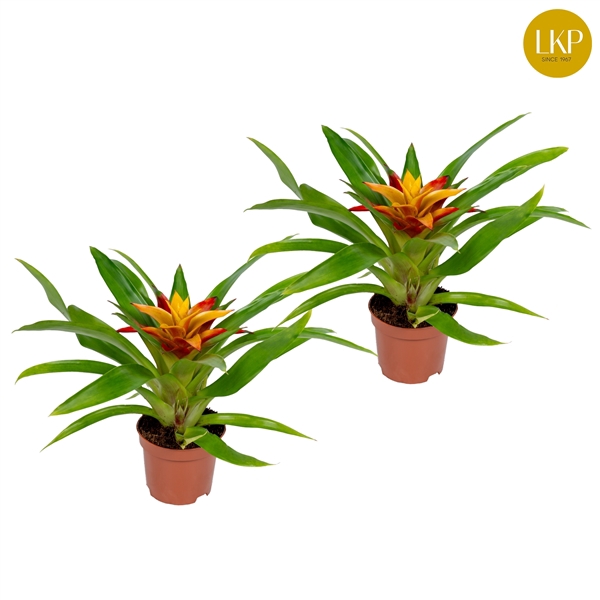 <h4>Guzmania Flava Geel (Met Hoes)</h4>