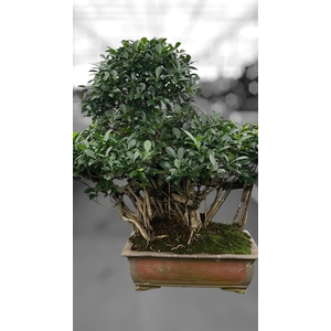 Ficus retusa, pot 50cm. Height 100cm.( single item)