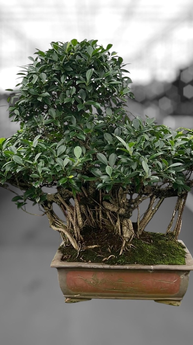 <h4>Ficus retusa, pot 50cm. Height 100cm.( single item)</h4>