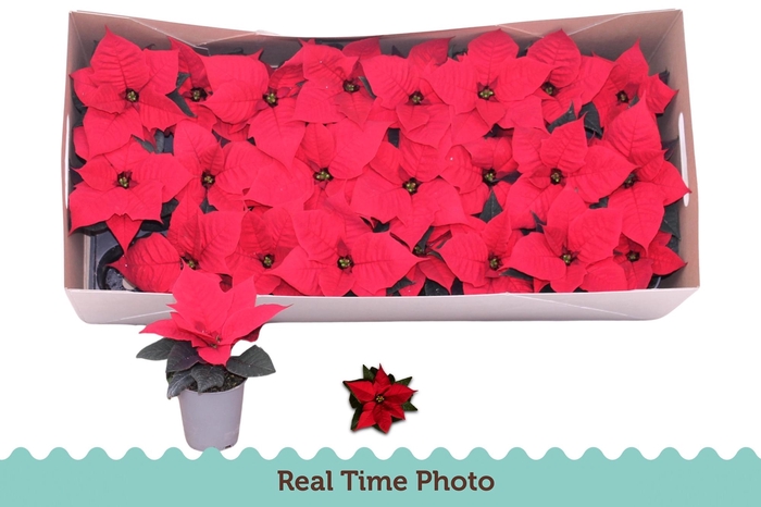 <h4>EUPHOR P CHR F RED</h4>