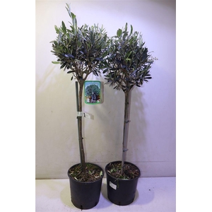 arr8 Olea Europaea