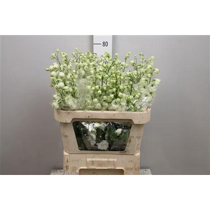 Delph Du Cent White