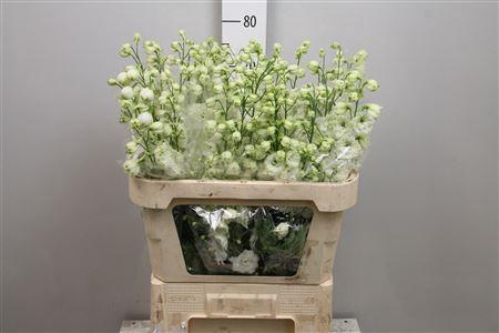 <h4>Delph Du Cent White</h4>