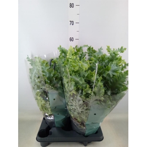 Phlebodium aureum 'Davana'