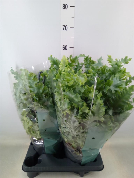 <h4>Phlebodium aureum 'Davana'</h4>